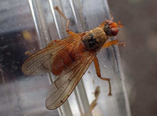 Scathophaga suilla